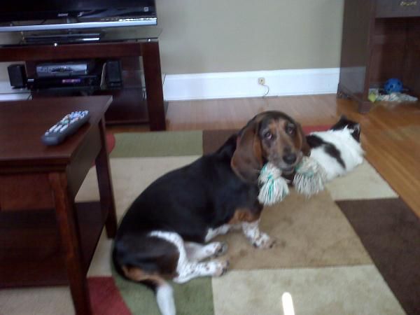 My critters. Daisy the basset hound and Dottie the "pleasantly plump" kitty.