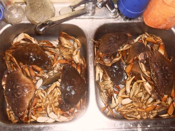 Crab Caught and cooked