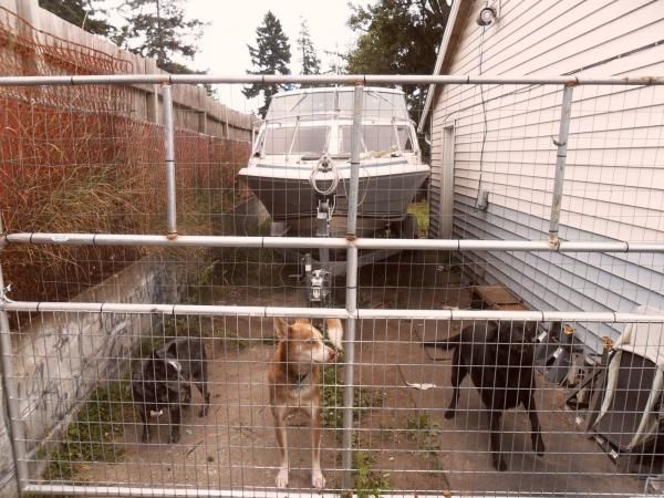 side of house with puppies and boat (2)