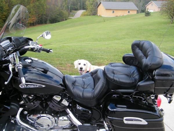 The Venture Dog