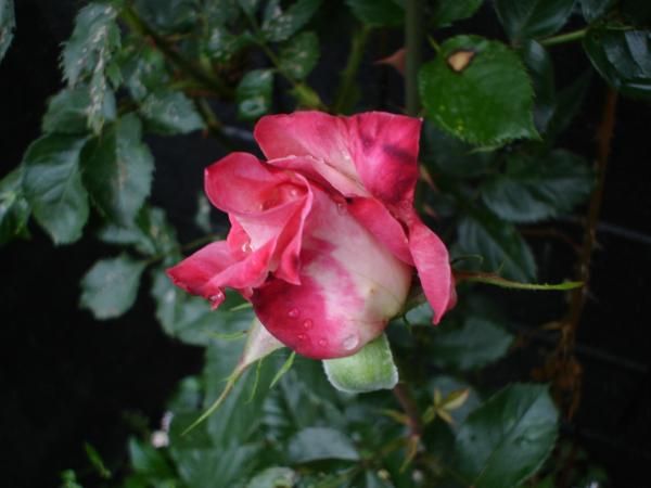 Rose at home