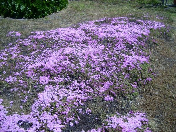 Pretty plants, everything grows in California.  Its my nature shot, enjoy.