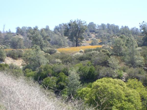 A patch of color along the road, one of hundreds.  Great time of year for a trip through this countr