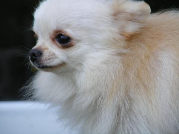 Zuzu