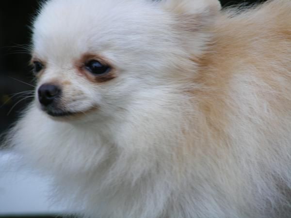 Zuzu