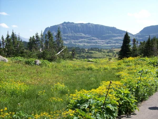 The view from Logan's Pass