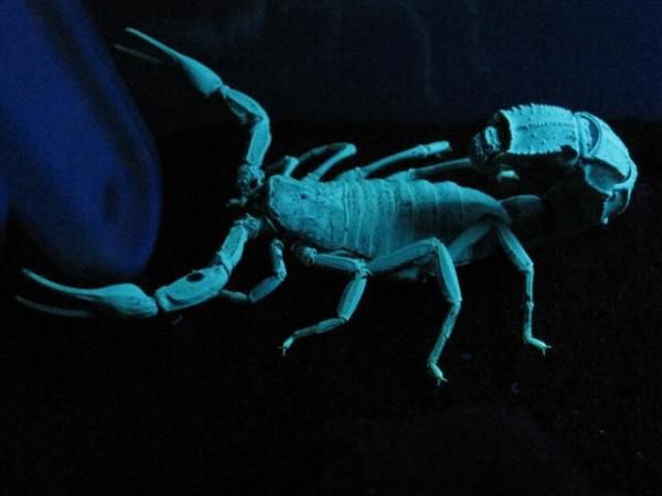 Scorpion under black light.  All scorpions do this, that's how we find them.
