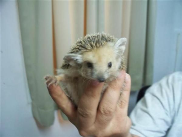 "Bob" the hedgehog.  Best bait to catch these is chocolate, they love it.  We let them go 