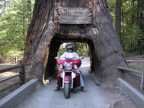 Redwood of California