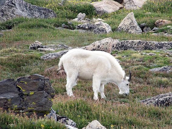 Mt. Evans, Co 14,171'