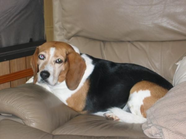 Bogie - my awesome beagle.