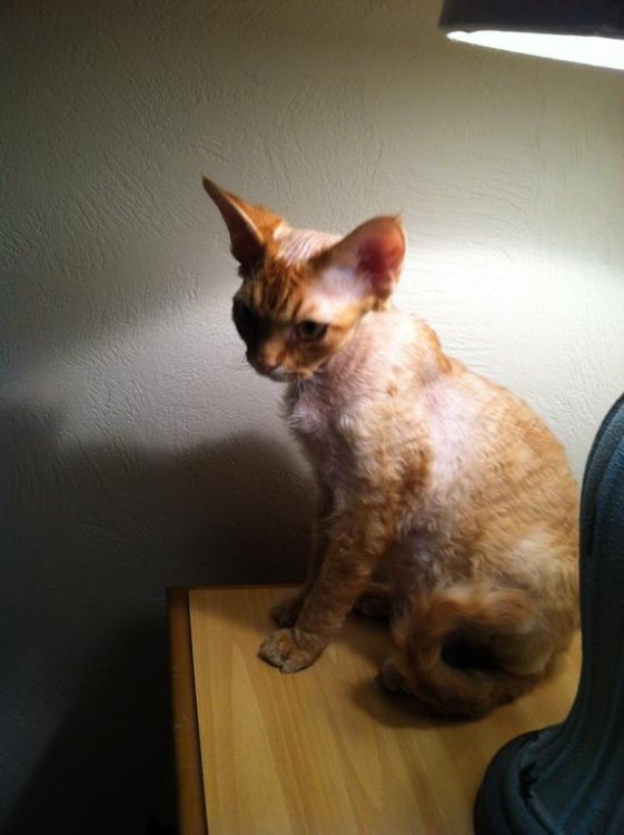 WILLIE 22-JUN-18 - Copy.jpg