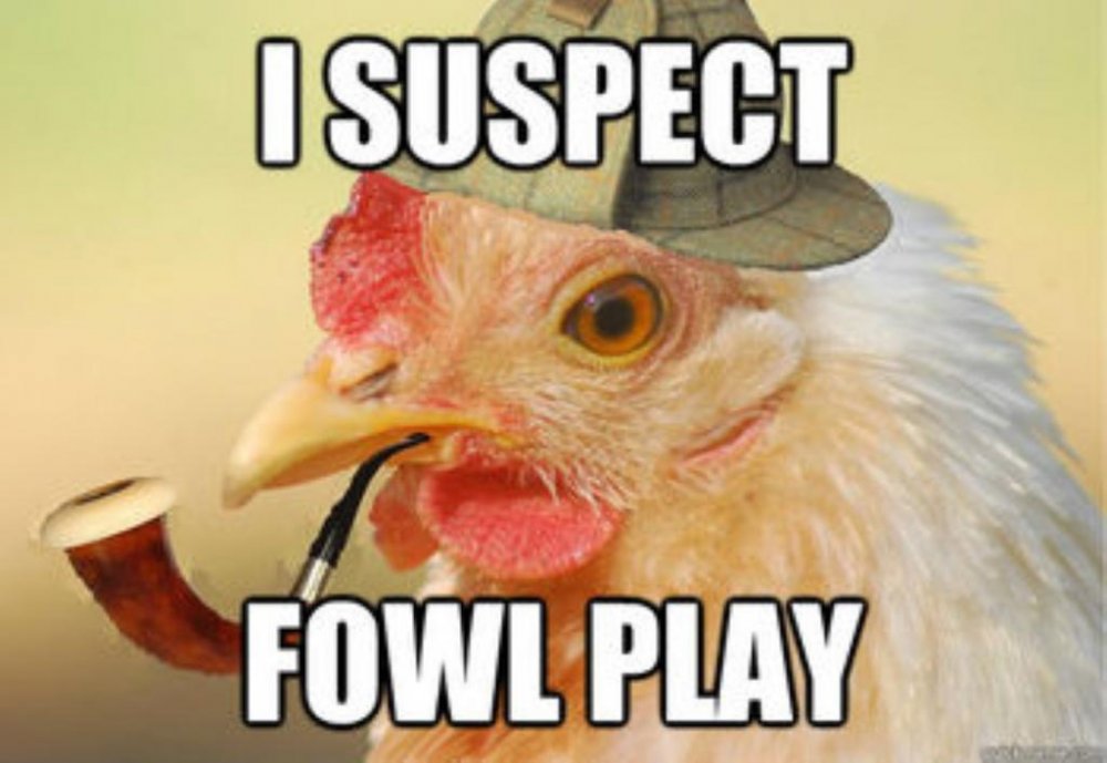 I suspect fowl play Puc.jpg