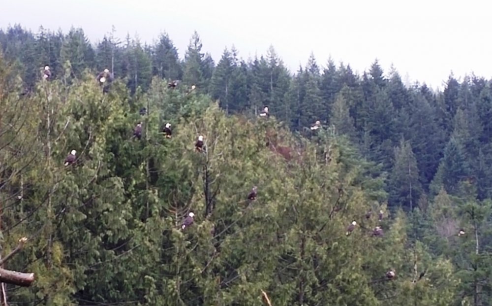 C. Eagles at Dump Feb 2018.jpg