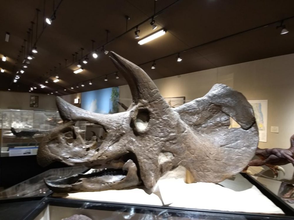 Dino museum.jpg