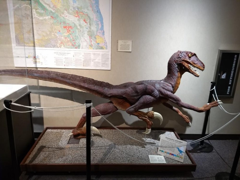 Little Dino 1.jpg